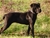 Giunone  detta  Luna - Triola Cane Corso
